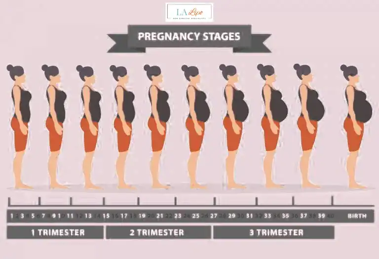 First Trimester (Weeks 1–12): Early Changes You Might Not Notice Barrow